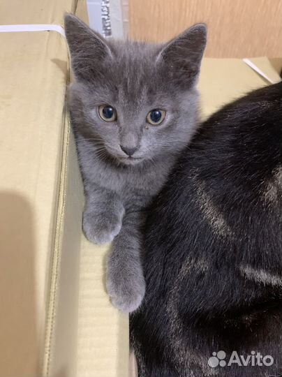 Отдам котят в хорошие руки