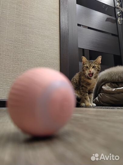 Игрушка для кота (новая)