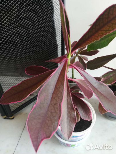 Синадениум