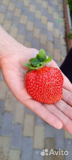 Молодые кусты клубники гигантелла