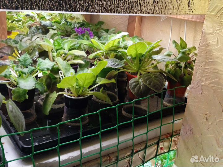 Сортовые фиалки набор