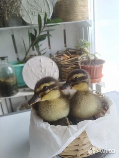 Утята подсадной утки