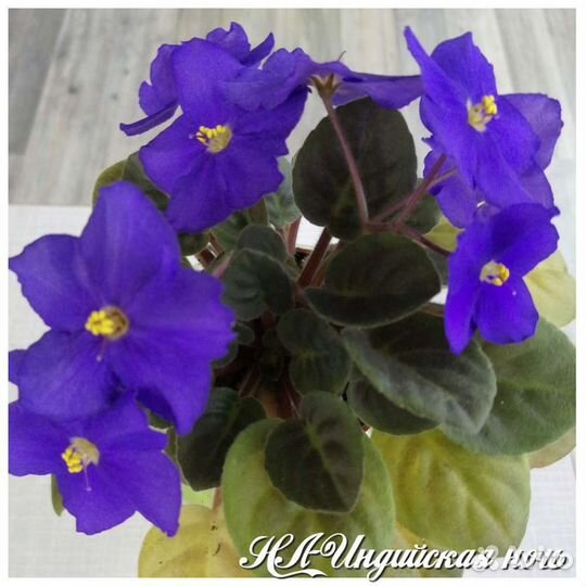 Фиалки трейлеры