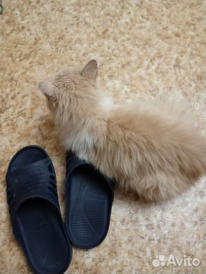 Отдам кота в добрые руки