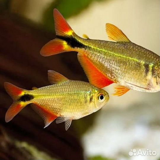 Аквариумные рыбки