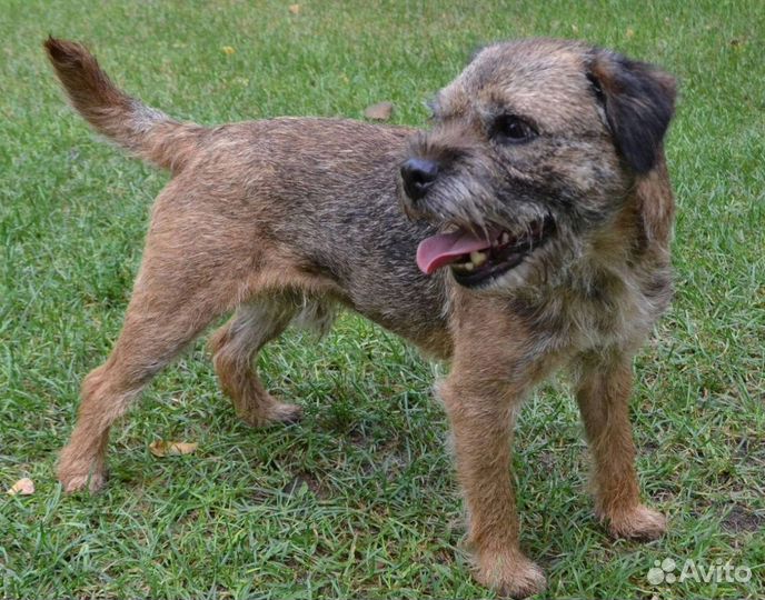 Терьеры борд- красивые энергичные щенки