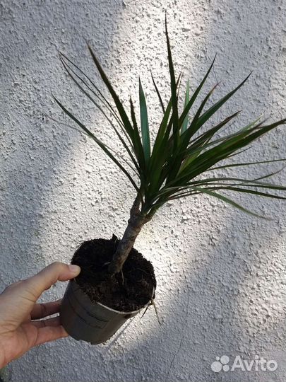 Драцена маргината пальма