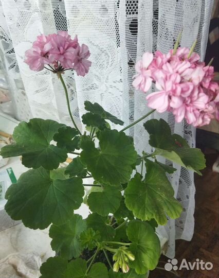 Пеларгония герань сортовая