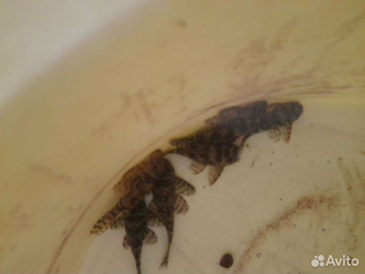 Номерные сомы, гипанциструсы