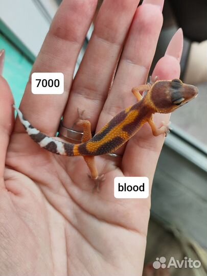 Эублефар малыши