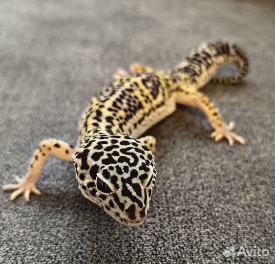 Эублефар продажа