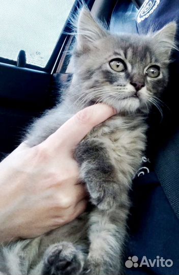 Кошки в добрые руки