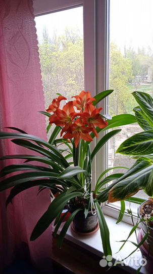 Комнатные цветы