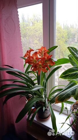 Комнатные цветы