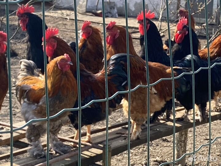 Продам 33 богатыря, которые ищут красоток