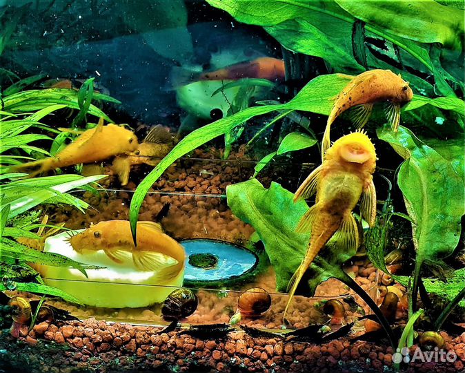 Сомы анциструсы RED в наличии 20шт