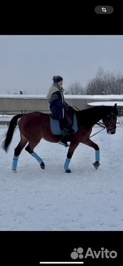 Буденновский мерин 2007гр