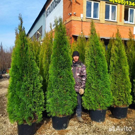 Туя смарагд 0,8-2,4 м
