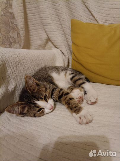 Кошка в дар