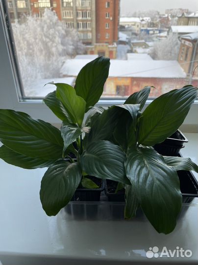 Спатифиллум белый