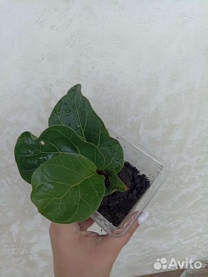 Фикус Лирата бомбино