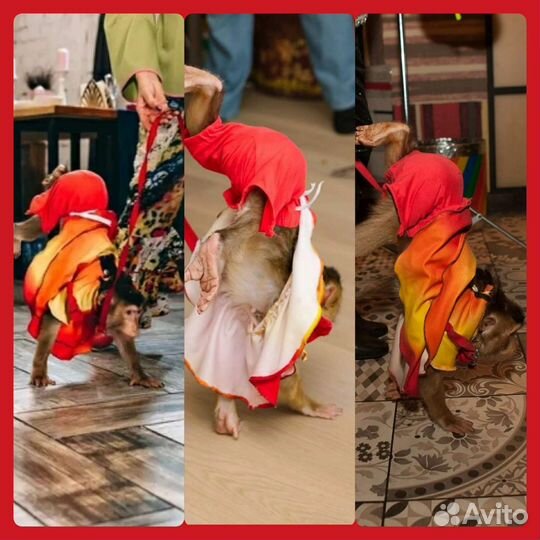 Шоу собачек, обезьянки, змеи Детский праздник