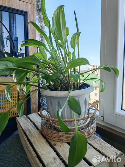 Дримиопсис