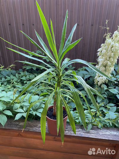 Пальма юкка комнатная