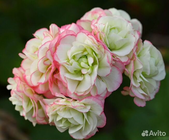 Пеларгония розебудная