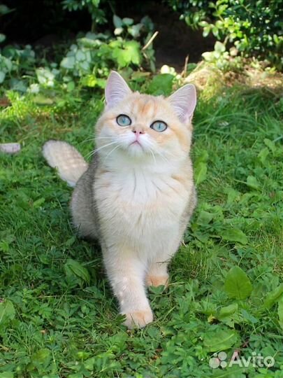 Британская кошка