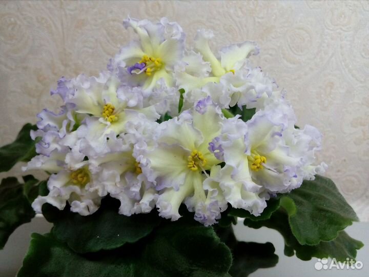 Продам детки сортовых фиалок