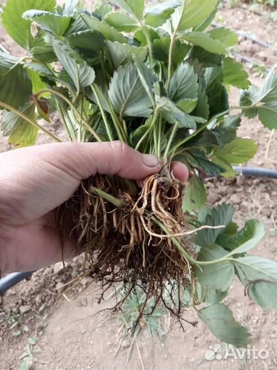 Рассада клубники азия