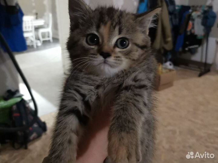 Селкирк-рекс