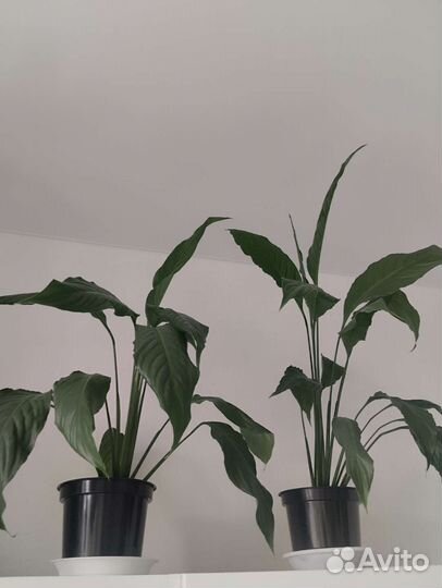 Спатифиллум, фикус