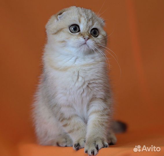 Шотландская