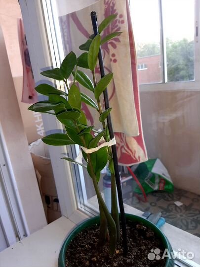 Замиокулькас