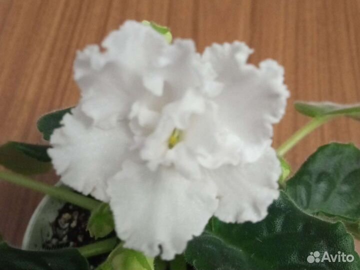 Фиалка Свадебный Букет