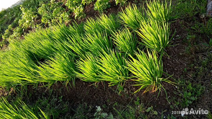 Лук- батун на зелень