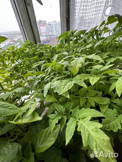 Рассада помидор и перца