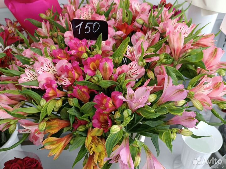 Альстромерия