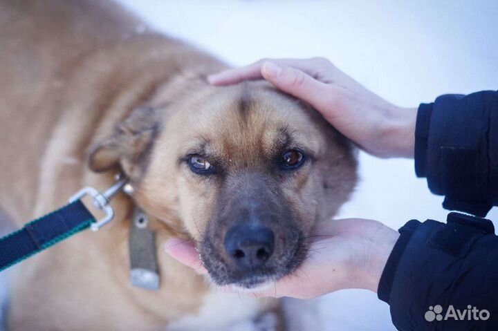 Очень добрый пес