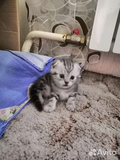 Вязка шотландский вислоухий кот для вязки