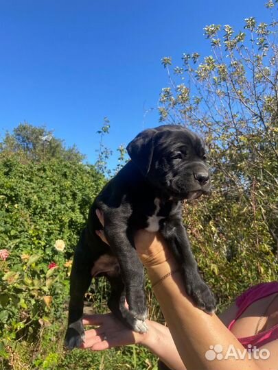 Щенки кане Корсо