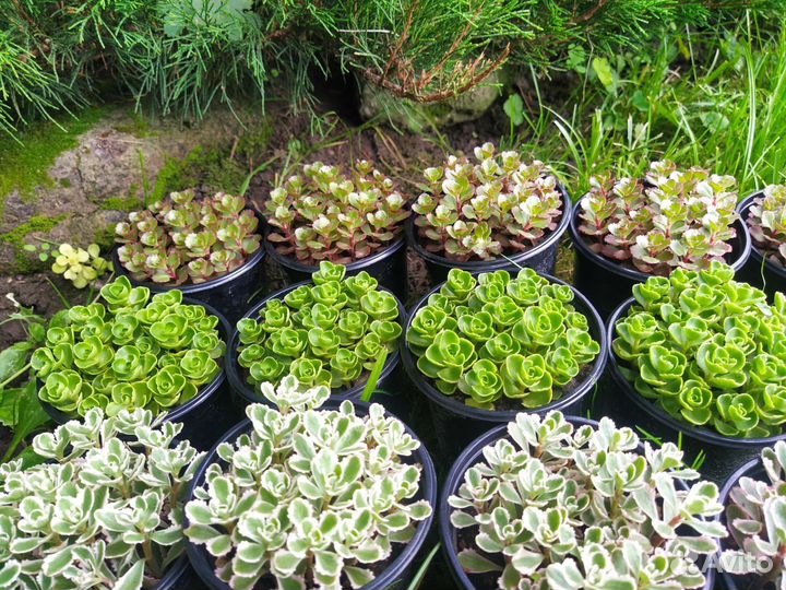 Очиток седум