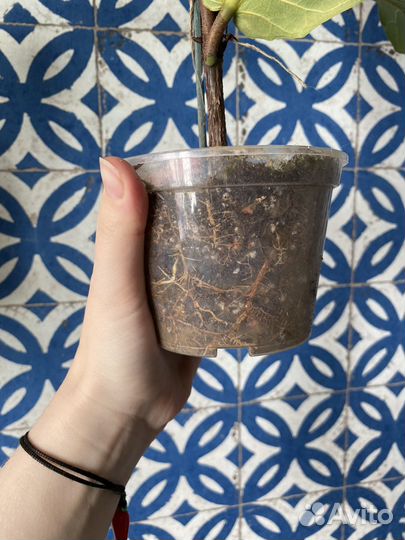 Фикус лирата колумнарис