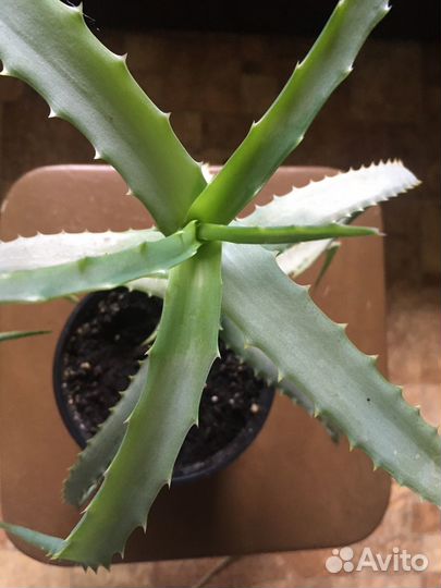 Алоэ лечебный