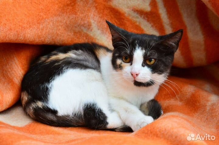 Кошечка в хорошие руки