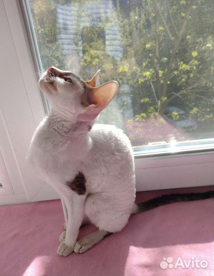 Корниш-рекс Бусинка