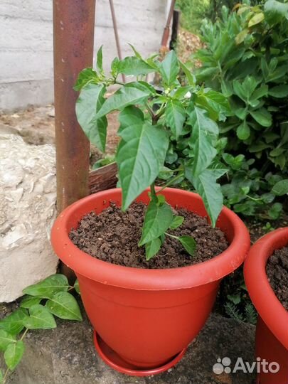 Редкий сорт декоративного перчика Арлекин