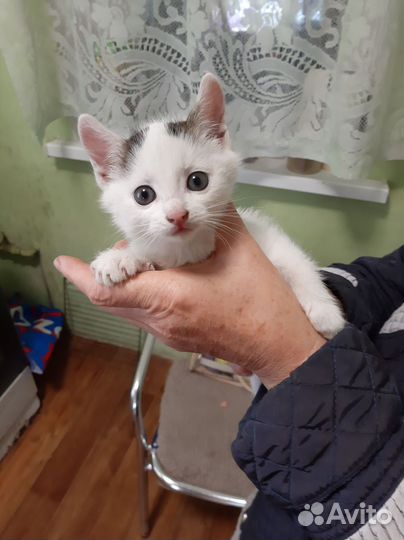 Кошка в дар бесплатно